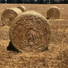 Oaten & Barley Straw 5x4 Bales