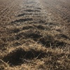 Oaten Straw 8x4x3 Bales