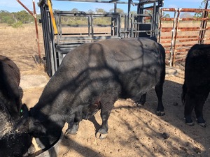 Lowline pure breed Mixed Herd