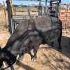 Lowline pure breed Mixed Herd