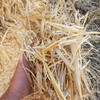 Wheat straw