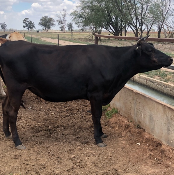 Assorted cattle,longhorn bull,cross bred calves,charolais cow,cross bred heifers,calves from $200