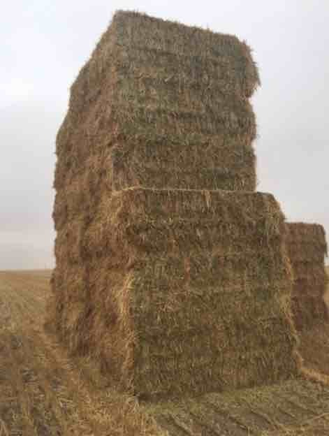 260mt Wheaten Hay 520kg 8x4x3 Bales