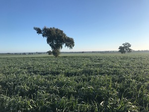 Oaten Silage and Hay (new season)