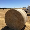 302 x Oaten Hay 5x4 bales 