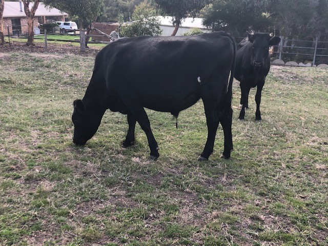 Good fatten opportunity - Angus Friesian Cross