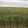 Barley hay 8x4x3