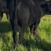 Angus Heifer x 2 and Angus Steer x1 