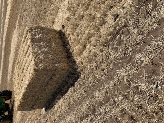 Barley straw 