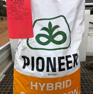 20 bags of Pioneer 1467 maize seed