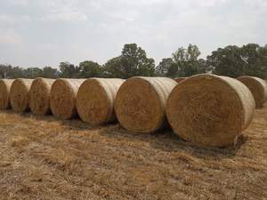  150 - Oats & Ryegrass rolls - Sold By The Ton - 330 Kg avg