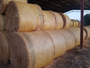 Ryegrass/clover hay