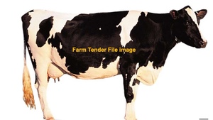 WANTED Dairy Herd Milking Cows 