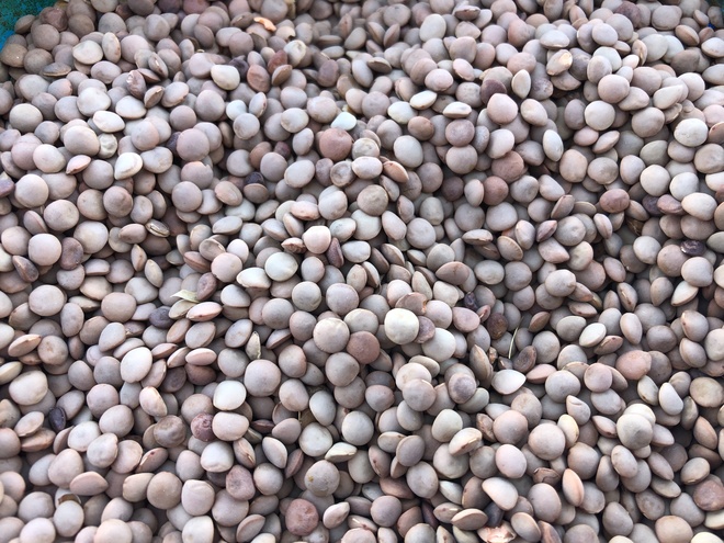 Lentils No.2 Grade