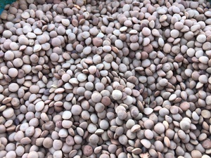 Lentils No.2 Grade