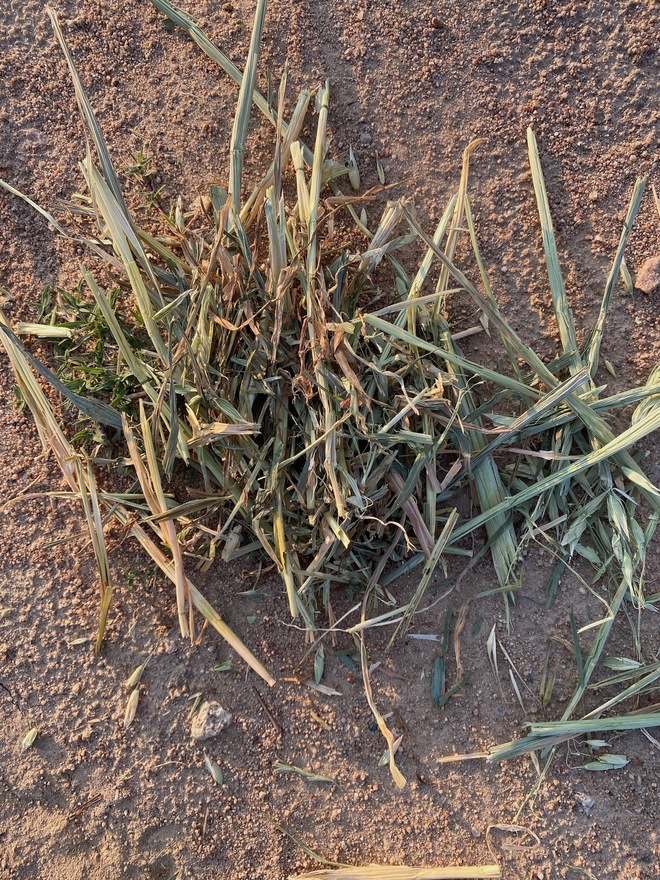 1 x B Double Loads Oaten Hay 8x4x3