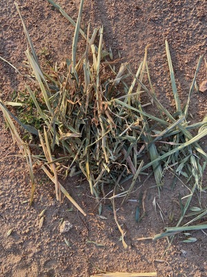 1 x B Double Loads Oaten Hay 8x4x3