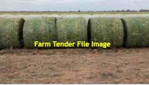 Canola Hay 5x4 Rolls