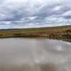 Cattle Agistment Available - 40 acres