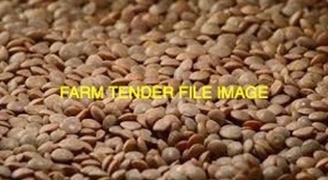 Lentils and Lentil Screenings