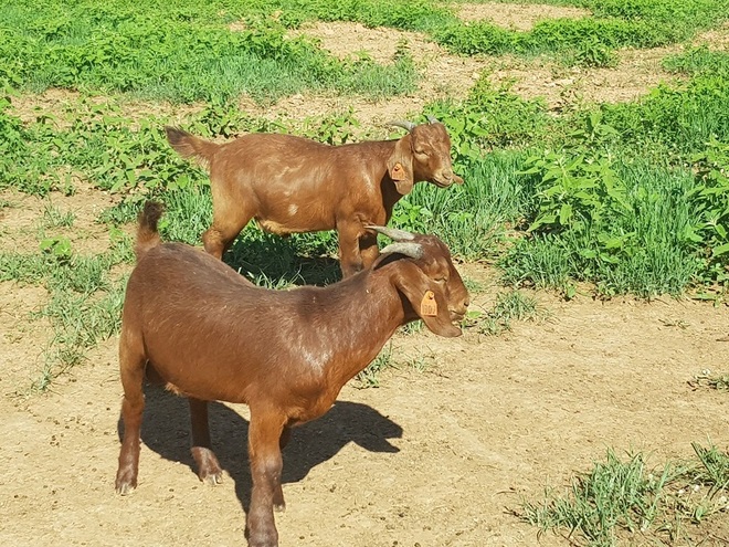 Red Boer Bucks for Sale