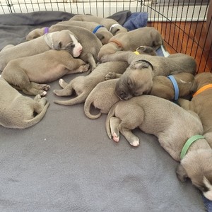 Great Dane Puppies