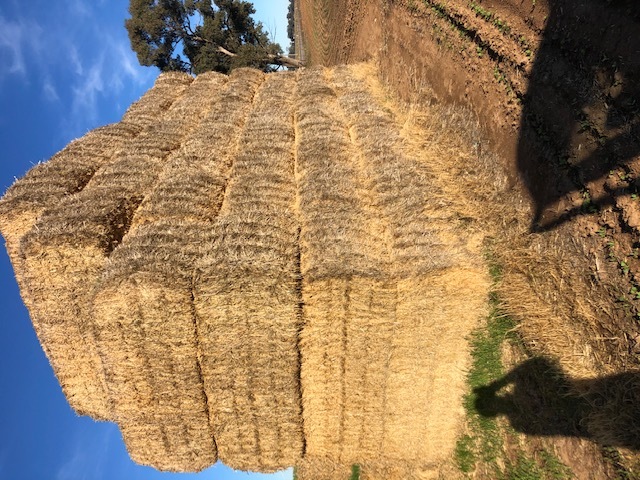 wheaten header tailings