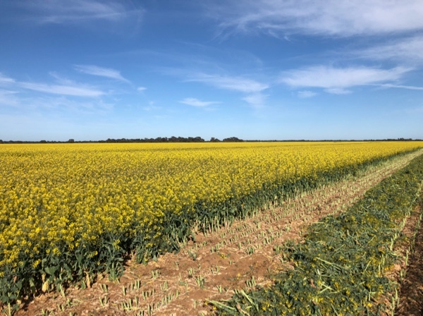 Canola hay
