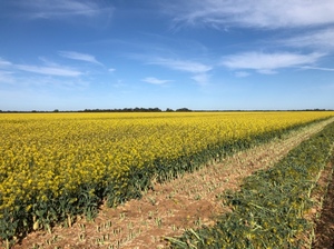 Canola hay