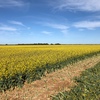 Canola hay