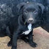 kelpie pups