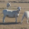 Australian White Ewes and Rams
