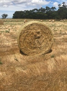 2018 Rye Grass Hay