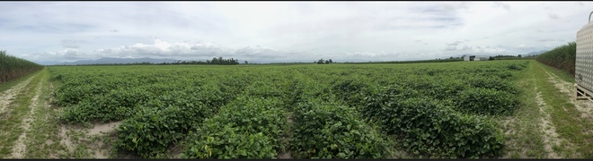 Ebony Cowpea Hay  Delivery @$50 / bale+GST as back load Roma or Toowoomba
