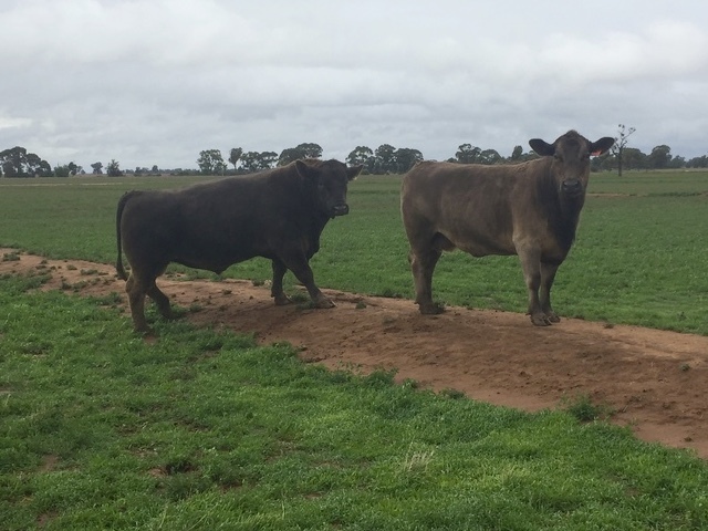 Murray Grey x  Black Simmental bull  well mannered  proven breeder