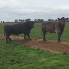 Murray Grey x  Black Simmental bull  well mannered  proven breeder