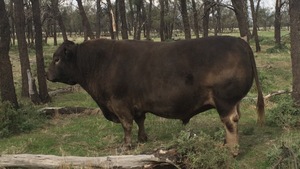 Murray Gray/Square Meater Yearling Bull