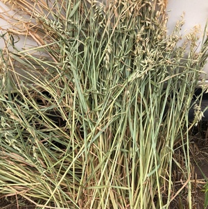 Oaten Hay - 250 Bales 