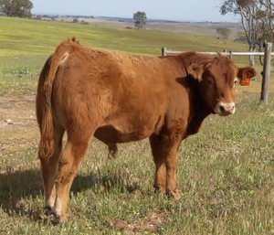 Stud Limousin Bulls