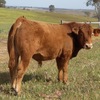 Stud Limousin Bulls