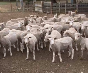 196 second cross lambs