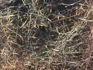 Pasture Hay Small Squares Top Quality