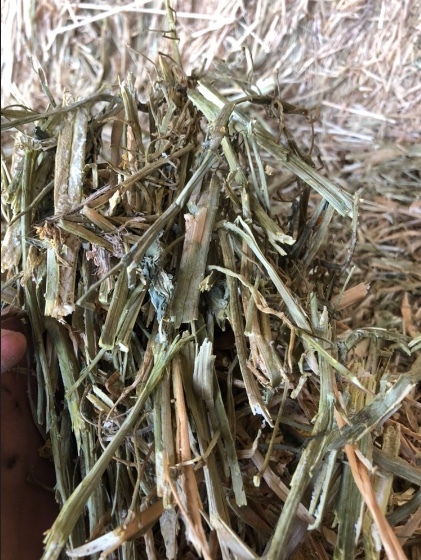 Canola Hay  8x4x3 Bales  700 kg Av plus Freight