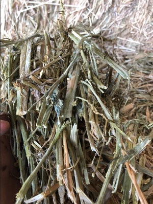 Canola Hay 8x4x3 Bales 700 kg Av plus Freight