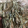 Canola Hay  8x4x3 Bales  700 kg Av plus Freight