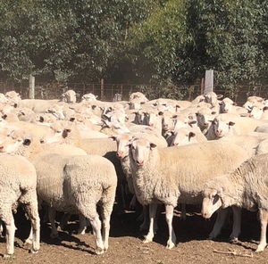 400 Joined Multimeat/Dorset Ewes