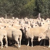 400 Joined Multimeat/Dorset Ewes