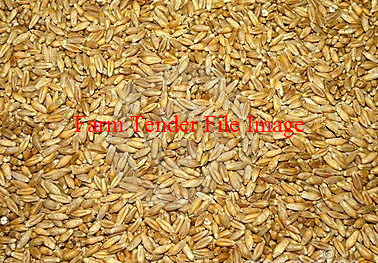 WANTED Grazing Triticale