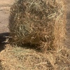 80mt Oaten Hay 5x4 Round Bales