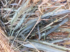 350 x Wheaten Hay 5x4 Rolls